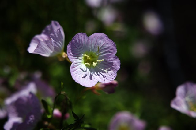Enchanting Purple Blooms