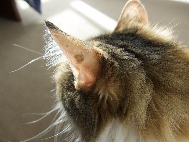 Feline Ear-pertise