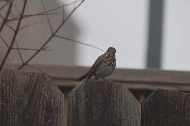 Spotted Thrush Perched on Weathered Wooden Fence