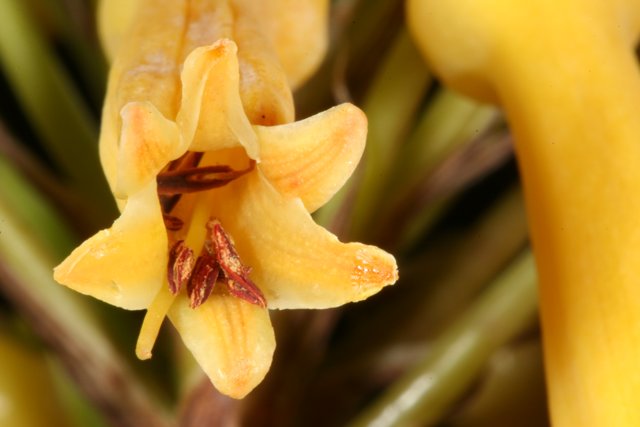 Yellow Flower with Brown Stamen