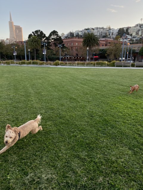 Running Free in City Park