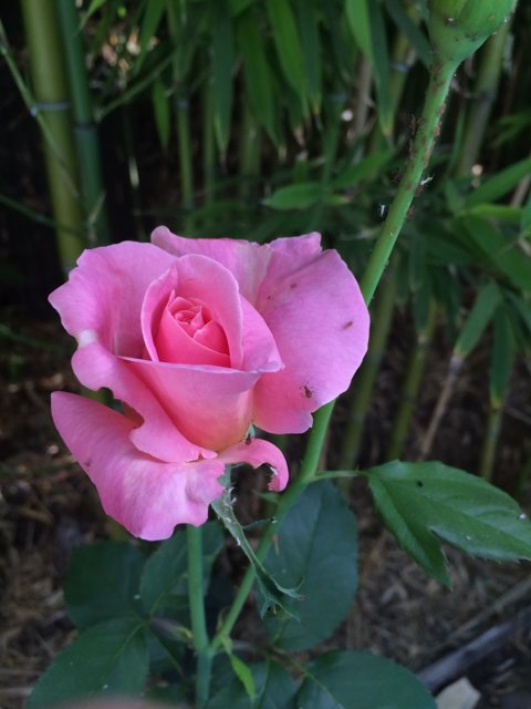 Blush Rose Among the Bamboo