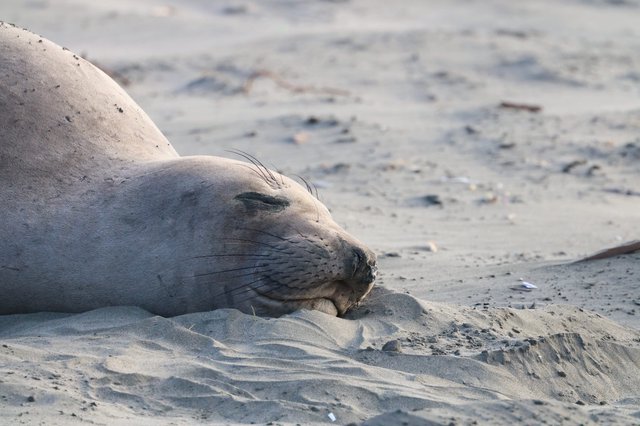 Elephant Seal Resting Peacefully on Sandy Beach