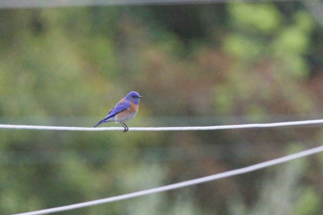 Serenity on a Wire