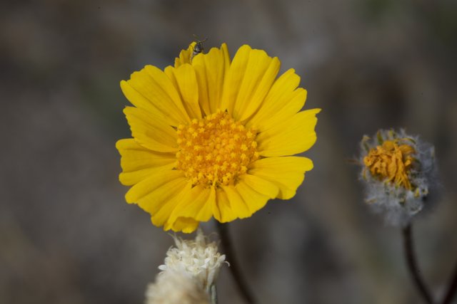 Yellow Daisy Blooming In Anza