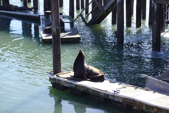 Seal lounging on the dock