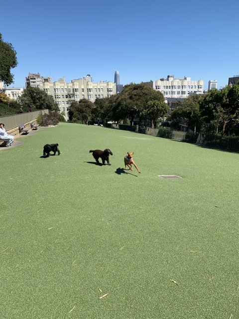 Playful Pups in Lafayette Park