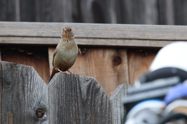 Small Brown Bird Perched on Weathered Wooden Fence