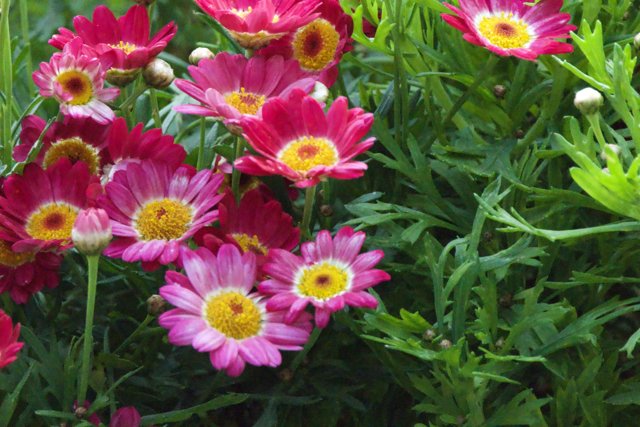 Blossoms of Spring Delight
