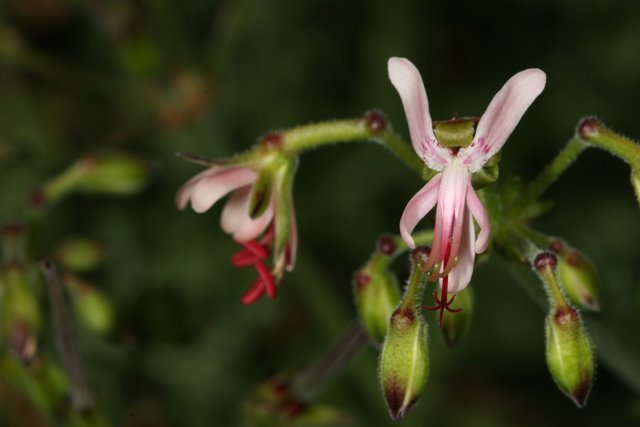 Pink Geranium Close-Up