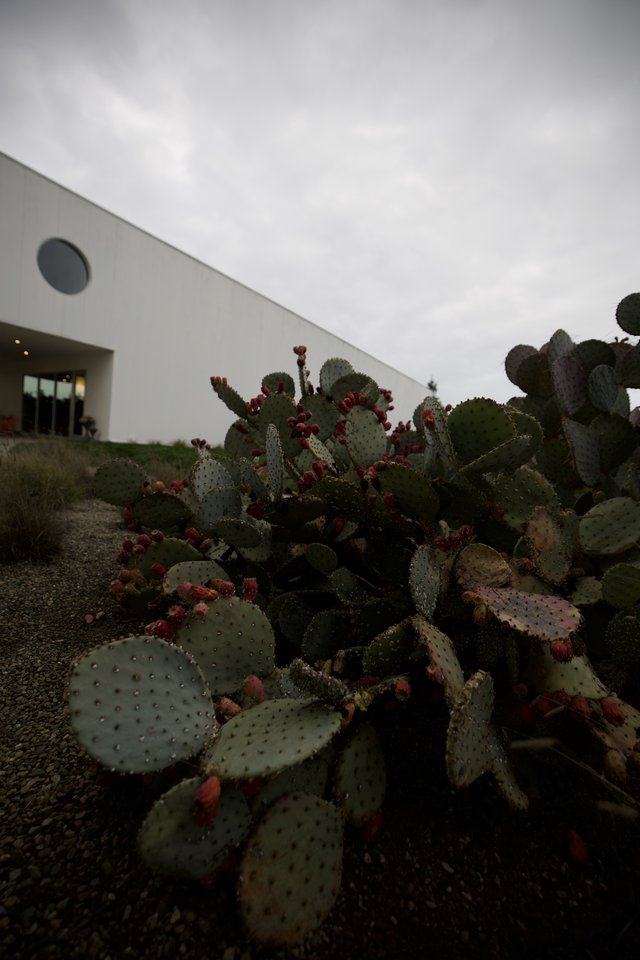 Prickly Pear Cactus Garden at Modern Architecture