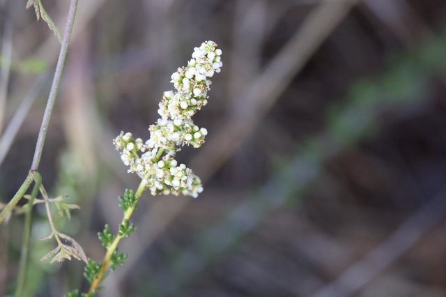 Delicate White Wildflowers Blooming on Mt. Diablo