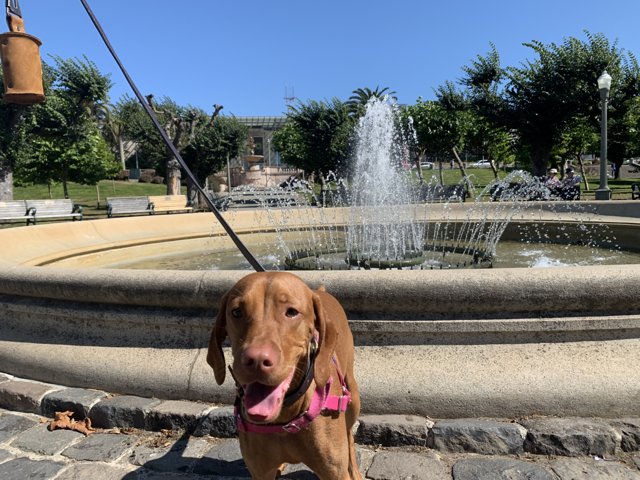 Furry Friend at the Fountain