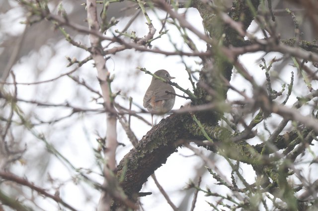 Small Bird Perched on Moss-Covered Branch in Winter