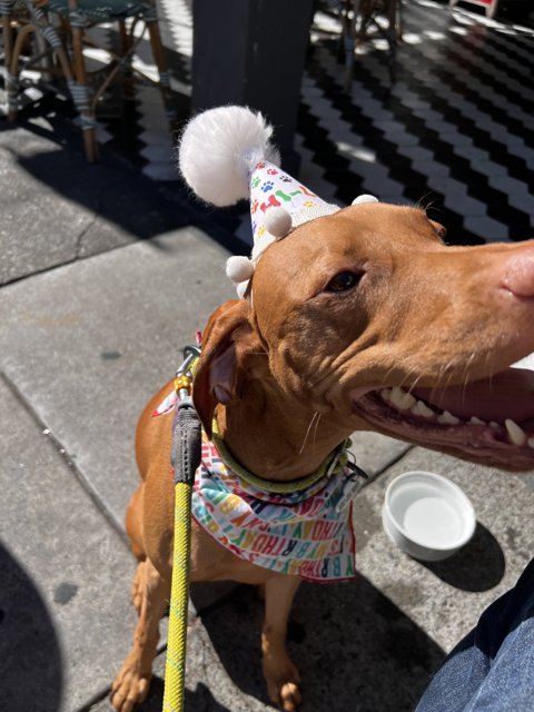 Birthday Dog on Leash