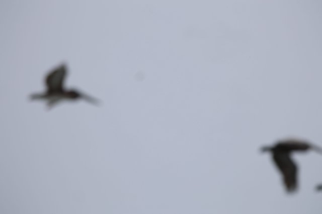 Two Birds in Flight Against Overcast Sky