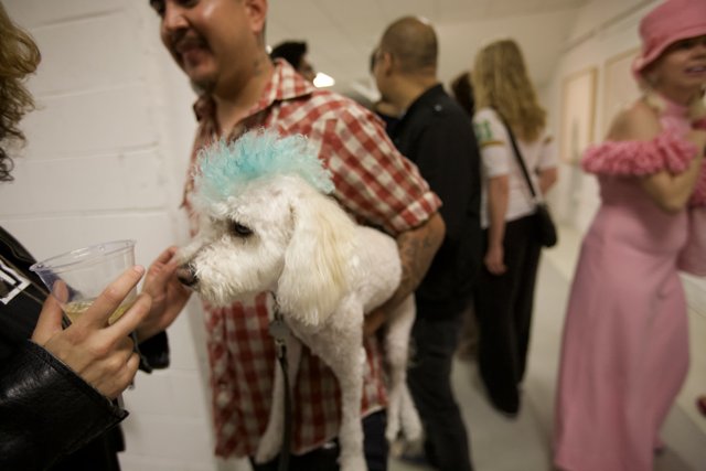 Blue Wig, White Poodle