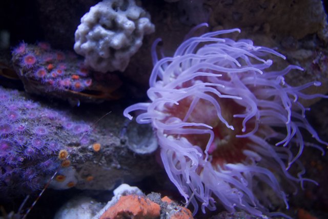 Dive into the Psychedelic Underwater World: Monterey Bay Aquarium, 2023