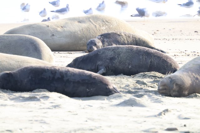 Elephant Seals Resting on Drakes Beach Shore