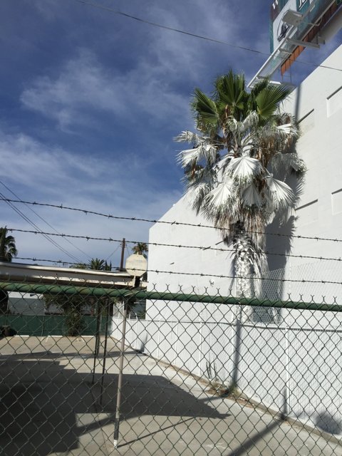 Palm Tree in Front of Fence