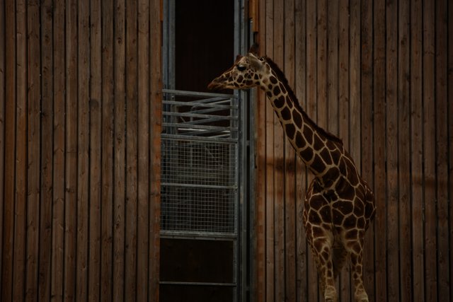 Majestic Giraffe at Oakland Zoo