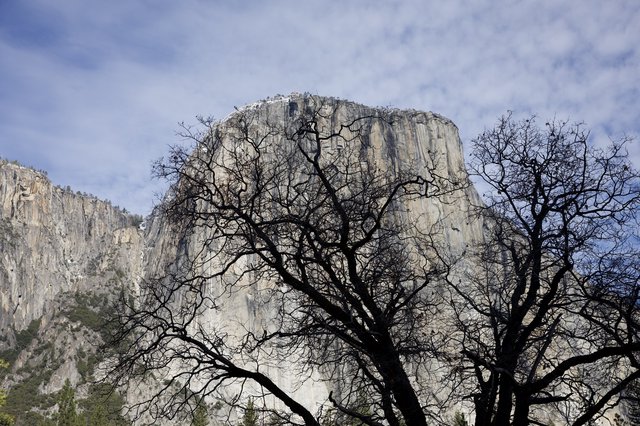 Bare Oak Trees Frame El Capitan in Winter