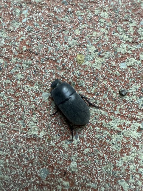 Nature's Small Sculptor