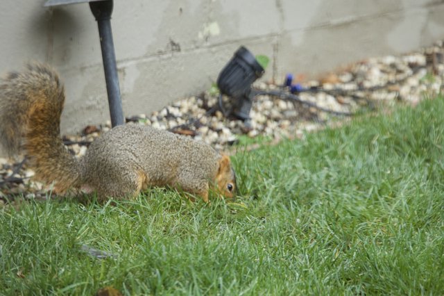 Fox Squirrel Foraging in Backyard Lawn