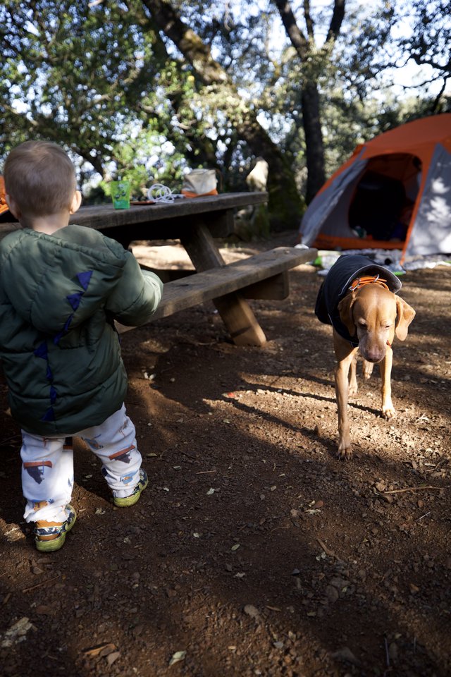 Toddler and Dog Explore Family Campsite Together