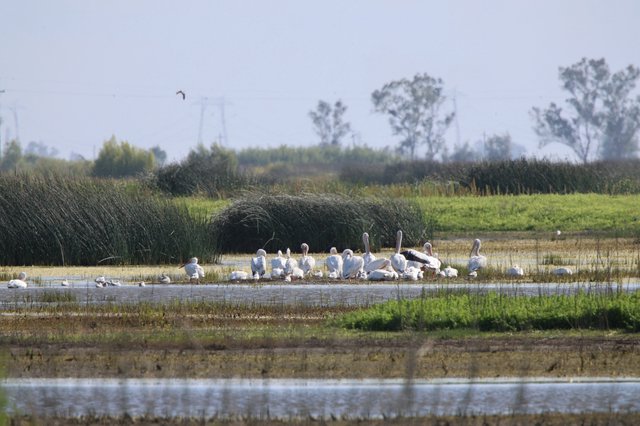 White Pelicans Gathering at Wetland Sanctuary