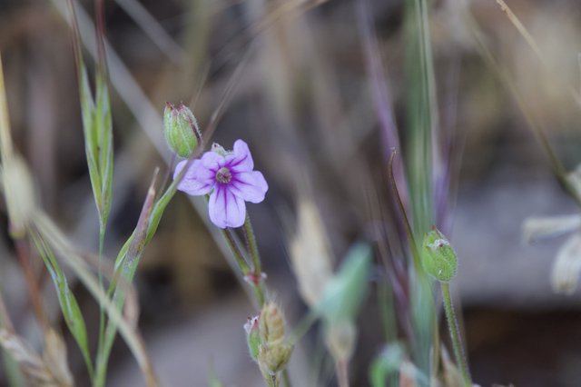 Delicate Purple Wildflower Blooms Among Dry Grasses