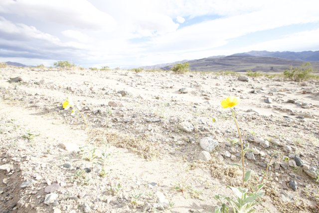 Lone Yellow Daisy in the Desert