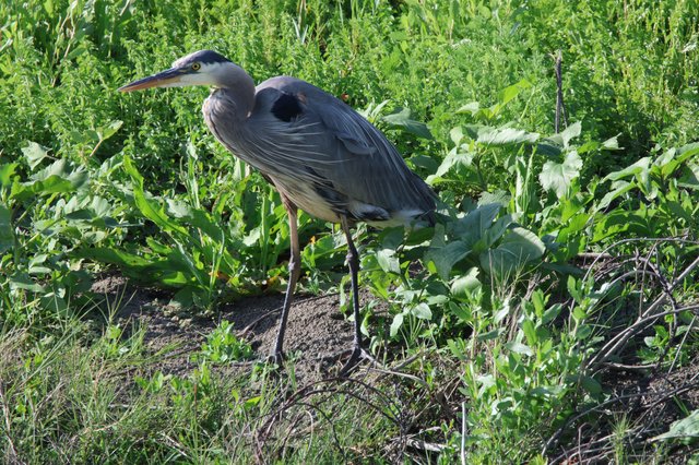 Great Blue Heron Foraging in Wetland Vegetation