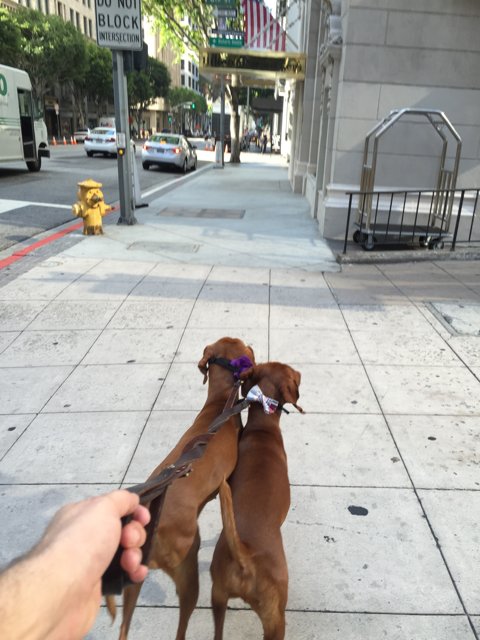 Two Dogs Take a Stroll