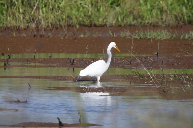 Great Egret Foraging in Shallow Wetland Waters