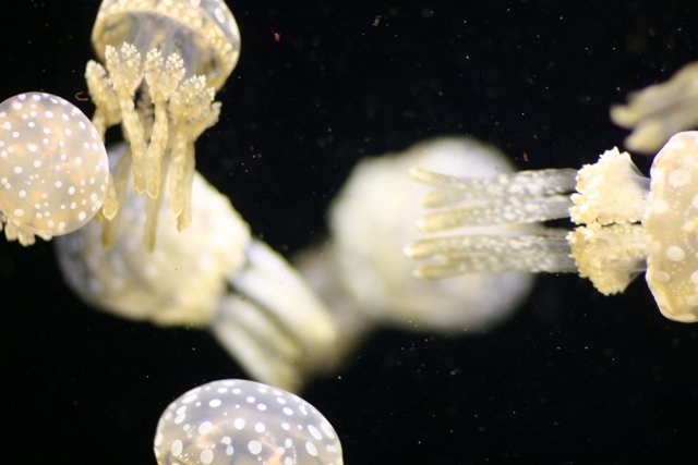 Sea Life Underwater Extravaganza