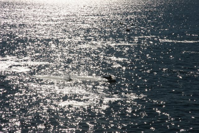 Sun-kissed Dolphin in the Open Sea