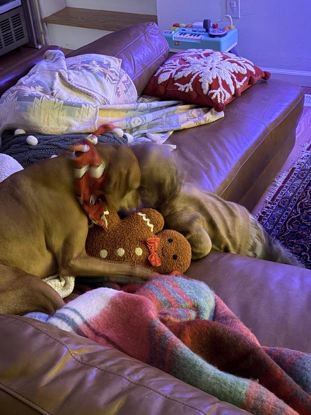 Golden Retriever Cuddling with Gingerbread Plush Toy at Dawn