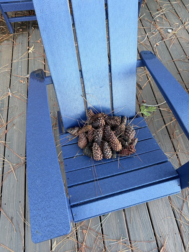 Pine Cones Collected on Blue Adirondack Chair