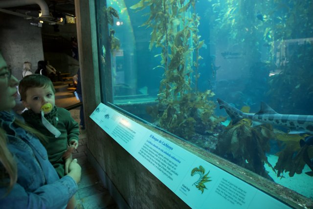 Captivating Depths of Monterey Bay Aquarium