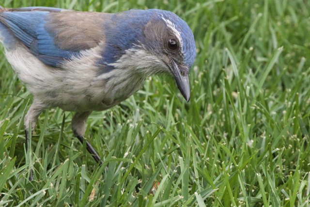 Curious Jay in the Grass