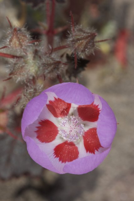 Spotted Geranium Blossom