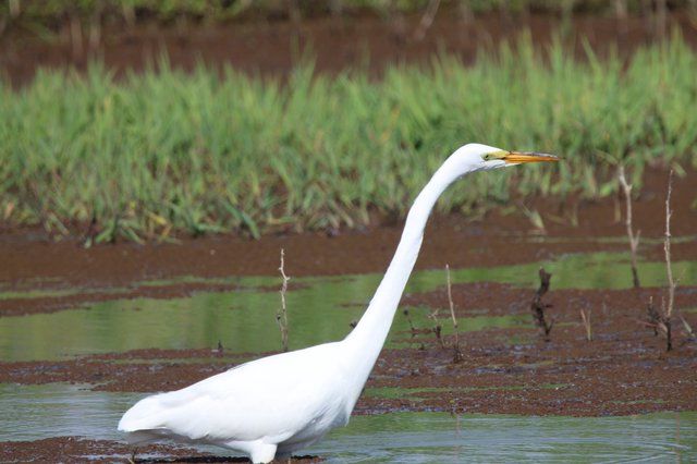 Great Egret Hunting in Shallow Wetland Waters