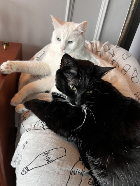The Cozy Cat Duo