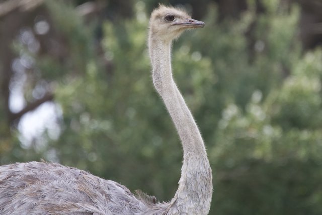 Majestic Ostrich - The Epitome of Grace