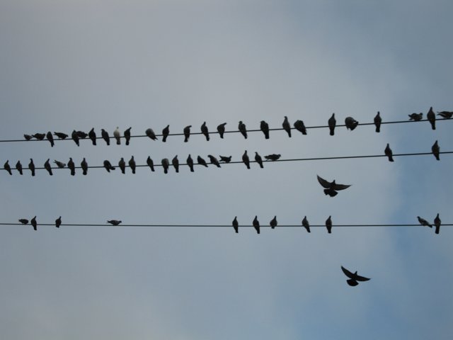 Flock of Birds on a Wire