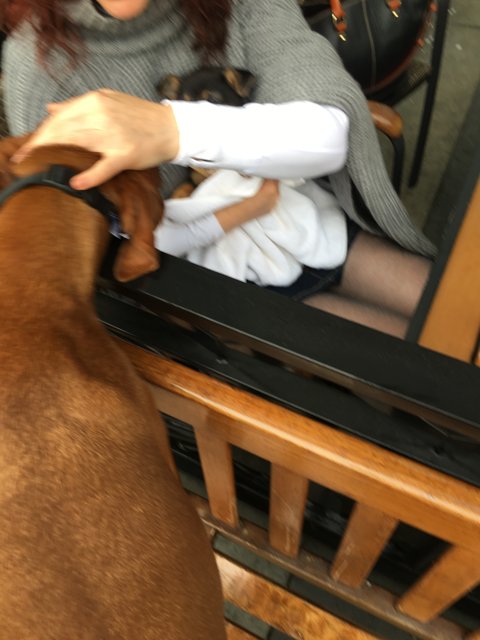 Woman and Dog Bonding on Plywood Chair