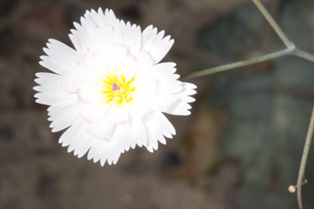 A Beautiful Daisy in the Desert