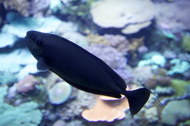 Black Tang Fish Swimming in Coral Reef Aquarium