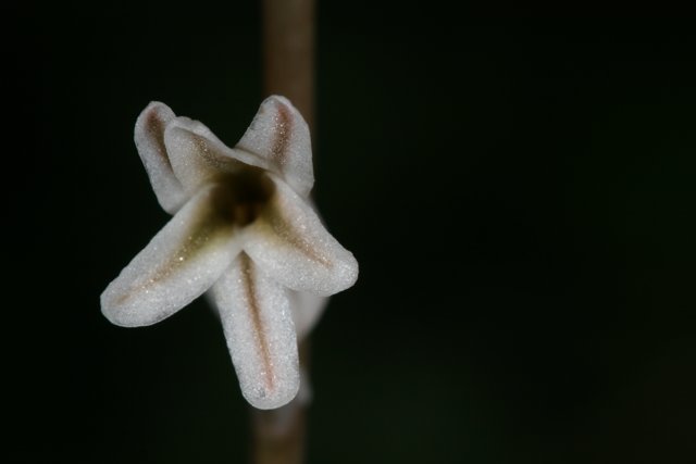 Elegant Amaryllidaceae Flower